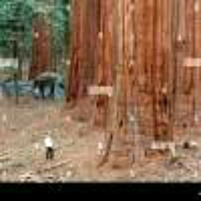 Séquoia Vs Séquoia Quelle Est La Différence ? Avec Des Photos